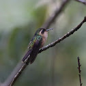 Speckled Hummingbird