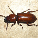 Pole borer