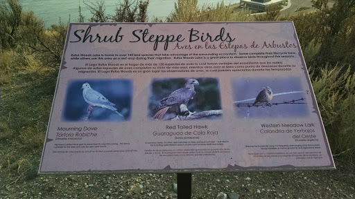 Shrub Step Birds