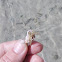 Mediterranean small hermit crab
