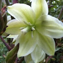 Flower of a Yucca