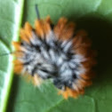 Fingered dagger larva