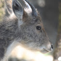 goral
