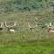Tule Elk