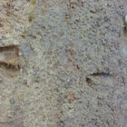 Deer track