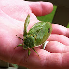 Cicada