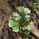 Selaginella
