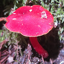 Scarlet Waxcap