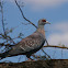 Speckled Pigeon