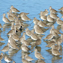 Long-billed Dowitcher