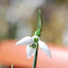 Snowdrop, Schneeglöckchen