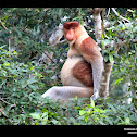 Proboscis monkey