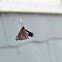 Arrow-shaped Micrathena