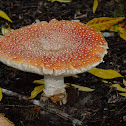 Fly Agaric (Amanita muscaria)