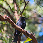 White-winged Chough