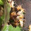 Termite