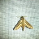 Impatiens Hawk Moth