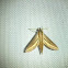 Impatiens Hawk Moth