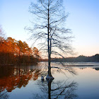 Bald Cypress