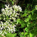 Climbing Hempweed