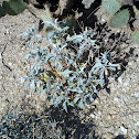 Brittlebush