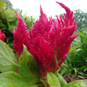 Celosia
