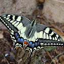 Old World Swallowtail