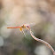 Red-veined darter
