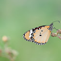 Plain Tiger