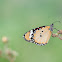 Plain Tiger