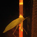 Gum Leaf Katydid
