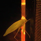 Gum Leaf Katydid