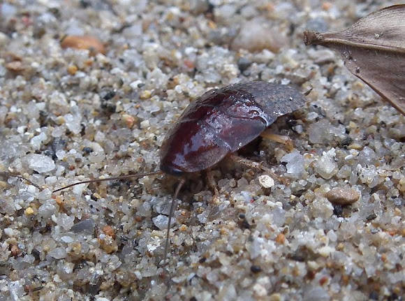 Spotting Image 1