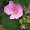 Hibiscus mutabilis