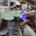 Common Hepatica