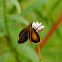 Least Skipper