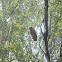 Strigidae