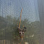 Leaf-footed Bug