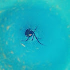 Black widow (probable male)
