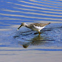 Greater Yellowlegs