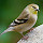 Birds of the Northwestern Coast