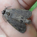 Prominent moths