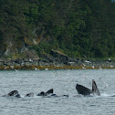 Humpback Whale