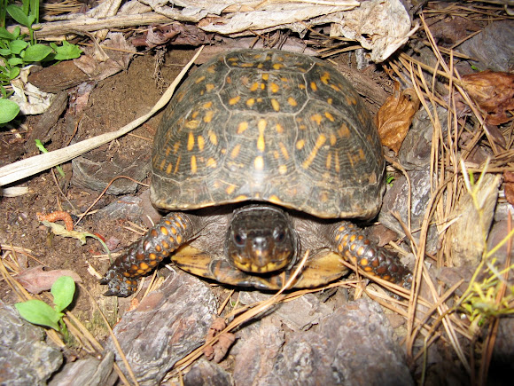 Spotting Image 1