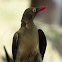 Red-billed Oxpecker