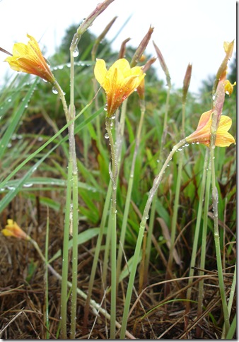 Rainlillies after the hurricane