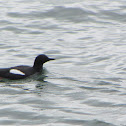 Pigeon Guillemot