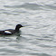 Pigeon Guillemot
