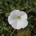 Correhuela / Field Bindweed