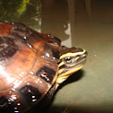 Malayan Box Turtle  Cuora amboinensis